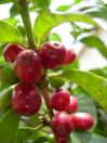 Ripe coffee cherries on the branch